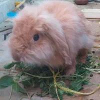 خرگوش بزرگ نر وماده لوپ اصیل و بسیار اهلی وباهوش