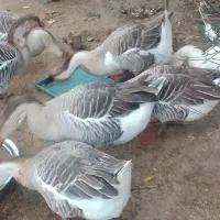 گیل غازغازمولد قوغاز آفریقایی قوغازسفیدقوغازمحلی|حیوانات مزرعه|آستانه اشرفیه, |دیوار