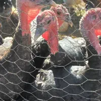 ۵عدد بوقلمون ۸ماهه|حیوانات مزرعه|نیشابور, شهرک اردسمان|دیوار