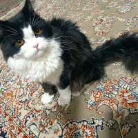 گربه نر پرشین اصیل جهت جفت گیری|گربه|یزد, |دیوار