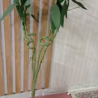 بامبو|گل مصنوعی|خوانسار, |دیوار