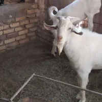 سانن چپش بز