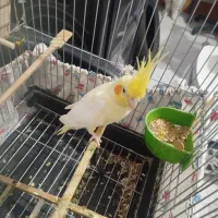 عروس هلندی نر واقعیه یا کیکه