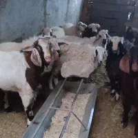 فروش گوسفند|حیوانات مزرعه|مهریز, |دیوار