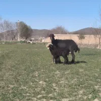 میش وبره دوقلو