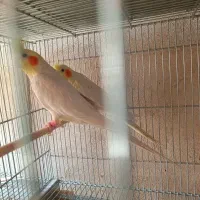 جفت عروس هلندی جوان|پرنده|سیرجان, |دیوار