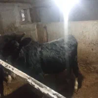 گوساله نر|حیوانات مزرعه|پل سفید, |دیوار