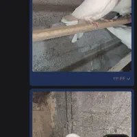 طوقی و پر|پرنده|شهرکرد, |دیوار