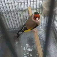 دوتا سهره چهار گل و خاکی  مست خون دیوانه