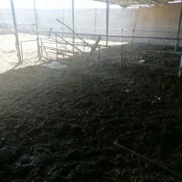 فروش گاوداری|فروش دفتر صنعتی، کشاورزی، تجاری|رضویه, |دیوار