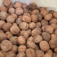 سرکه سیب وگردو