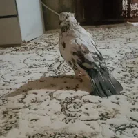 کبوتر معاوضه با هما ماده