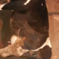 گاوشیری به همراه گوساله (شکم دوم)