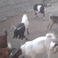 ۵۰عدد بز هفت وهشت ماهه نر وماده ماده هستن شادگان