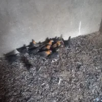 باسلام فروش جوجه مرغ به فروش میرسد|حیوانات مزرعه|اردکان, |دیوار