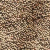 عدس محلی آبی