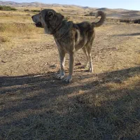 دو تا سگ عراقی