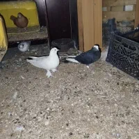 کبوتر|پرنده|قشم, |دیوار