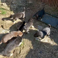 فروش چند قلاده توله سگ ژرمن سرحال و شیطون