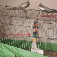 قفس پران بزرگ با دون خوری      یک میلیون ولانه