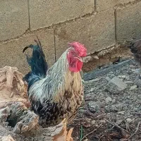 مرغ و خروس محلی