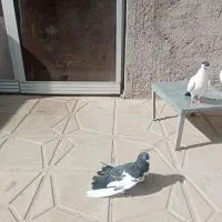 پرنده کبوتر|پرنده|کرمان, |دیوار