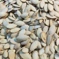 پخش عمده تخمه آفتابگردان و کدو