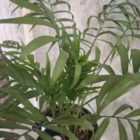 گیاه شامادروما