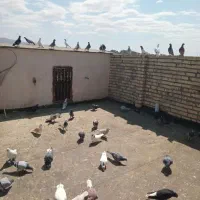 فروش خانه ویلایی ۱۲۰ متری ۱ خوابه در رسالت|فروش خانه و ویلا|مشهد, رسالت|دیوار
