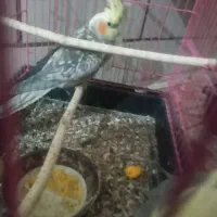 ۱ یی جفت عروس هلندی|پرنده|فارسان, |دیوار