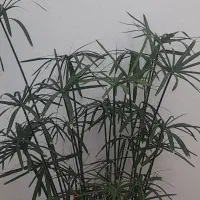 نخل مرداب بزرگ