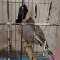 دوجفت عروس کارداده وآماده و تعدادی مرغ عشق بالغ|پرنده|قرچک, باقرآباد|دیوار