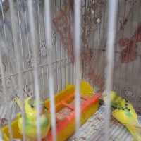 مرغ عشق|پرنده|مشهد, امیریه|دیوار