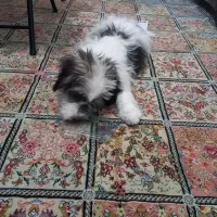 واگذاری شیتزو ۵ ماهه آموزش دیده با وسایل|سگ|بندرعباس, |دیوار