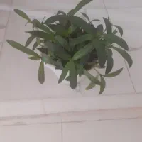 فروش گل|گل و گیاه طبیعی|مرودشت, فاز دوم شهرک فرهنگیان|دیوار