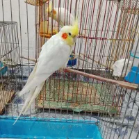 2 عدد عروس هلندی نر