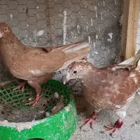 یک جفت دمسفید و سه تا جوجه