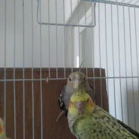 عروس هلندی نر ۴ ماهه|پرنده|قرچک, شهرک طلائیه|دیوار