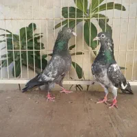 کبوتر پاکستانی|پرنده|تهران, سید خندان (جلفا)|دیوار