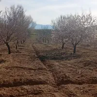 مشارکت