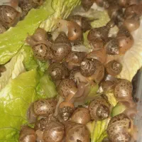 حلزون|خزنده|میاندوآب, |دیوار