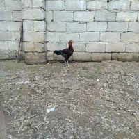 فروش خروس لاری|حیوانات مزرعه|پرهسر, |دیوار