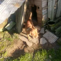 سگ پیتبول|سگ|کوچصفهان, |دیوار