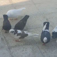 تیکه پاره هما نر و ماده