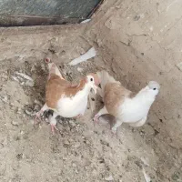 یک جفت ساده