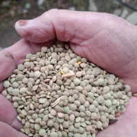 عدس  دشت مغان گرمی|عمده‌فروشی|گرمی, |دیوار