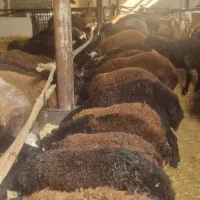 بره نر افشاری پای پروار|حیوانات مزرعه|محمدشهر, کوی بهار|دیوار