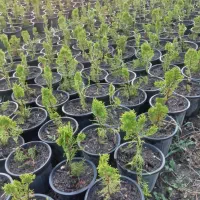 کامیس زبر فشرده سطل ۳.۵