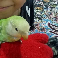 طوطی برزیلی کاملا دستی