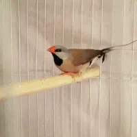 فنچ کرواتی و کینگ اخمو و زبرا رنگ عتیقه|پرنده|گلبهار, شهر جدید گلبهار|دیوار